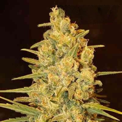 Critical Sensi Star Early Version Seed > Delicious Seeds | Feminized Cannabis   |  Indica